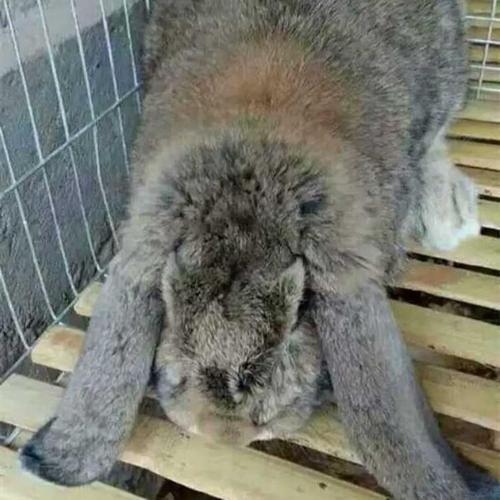 公羊兔适合当宠物养吗