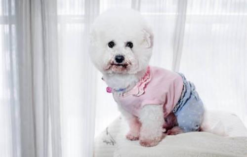 比熊犬可以长到多少斤