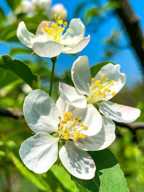 代表可爱漂亮的花