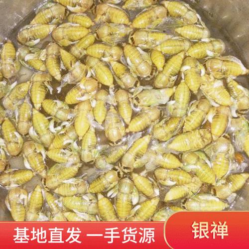 知了壳一斤多少个