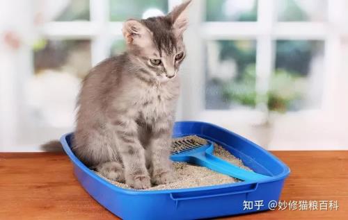 每个猫咪粪便气味一样吗