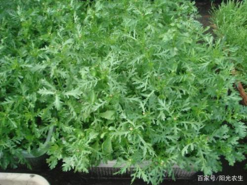 冬天可以露地种植茼蒿吗