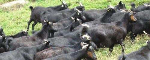 一斤活山羊能出多少肉