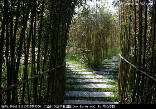 竹林造句