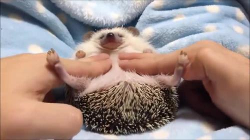 两个月的刺猬喝奶吗
