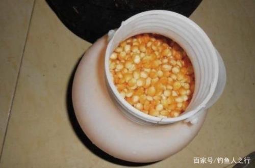 黄金鲫喜欢大麦红薯吗