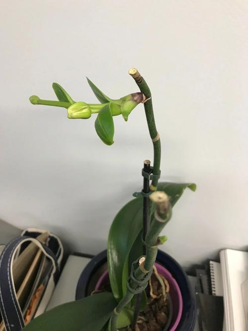 蝴蝶兰叶子立起来了