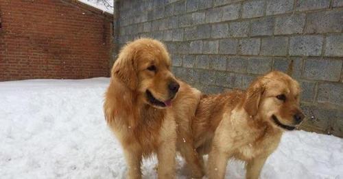 金毛配过种多长时间能看出来