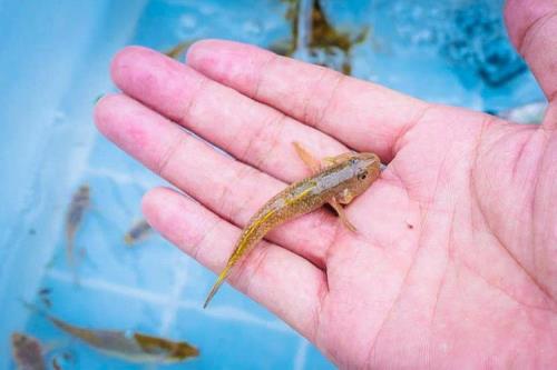 趴地虎鱼的学名是什么