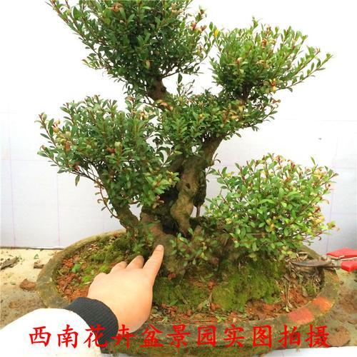 石楠盆景养殖方法