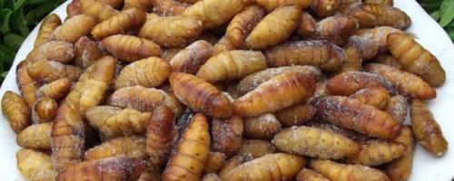 怎么分辨蝉蛹死活