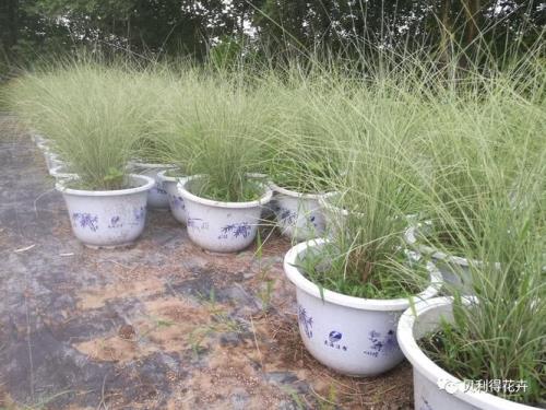 兔茅有没有收藏价值