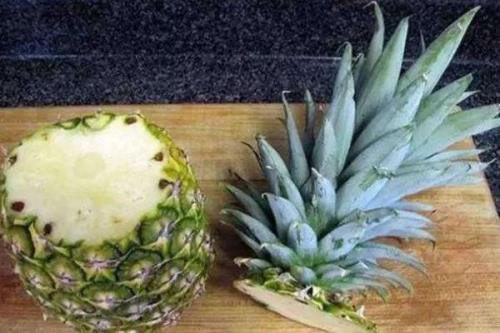 菠萝蜜生根最快方法