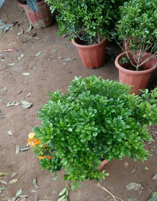 米兰有几个品种呢