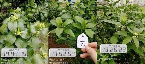 喷芸苔素两小时下雨有效吗