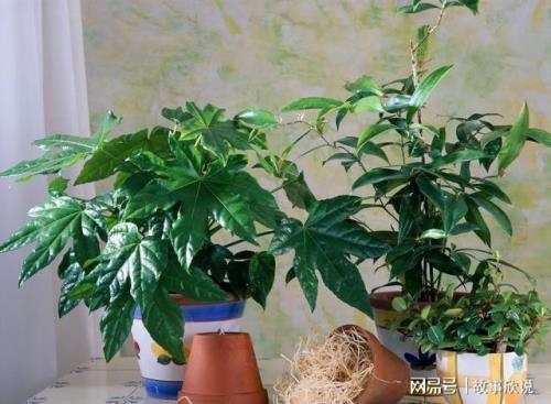发财树冬天怎么养才能安全过冬
