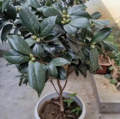 茶花树的养殖方法