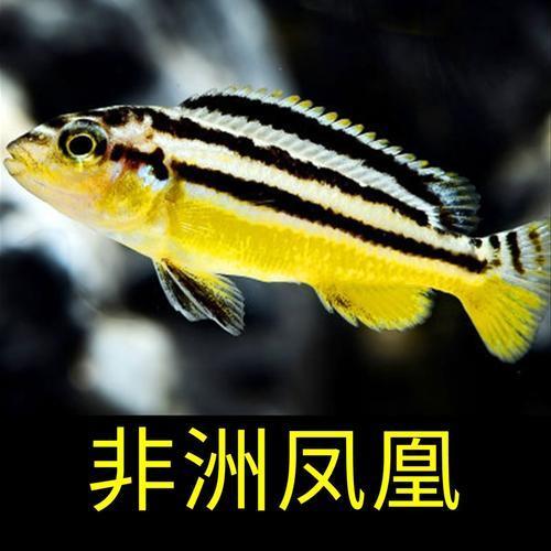 非洲凤凰可以长到多大