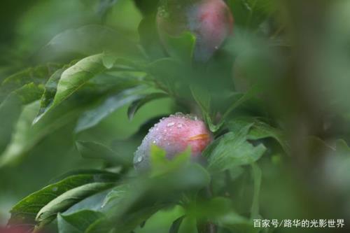 桃树开花李子红什么意思