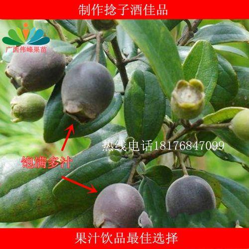 刚买回来的稔子树要不要修枝