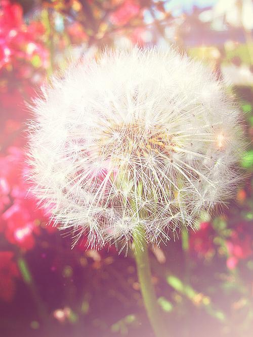 蒲公英的花语是