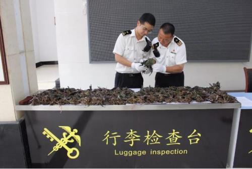 海关口岸常规检疫什么意思