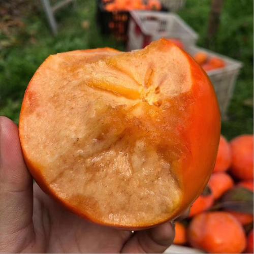 巧克力脆柿子也涩怎么催熟