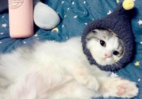 全世界最可爱的小猫