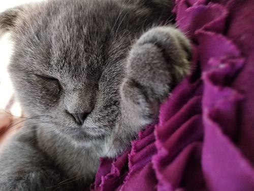 蓝猫看到我就扑上来啃我