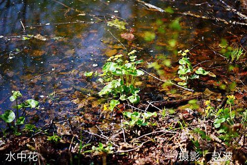 小河淌水是小调吗