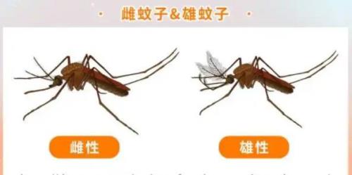 蚊子卵在水中的克星