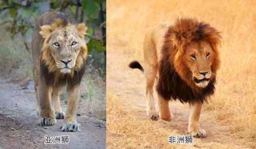 印度为什么有狮子
