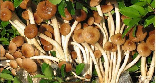 茶树菇时间