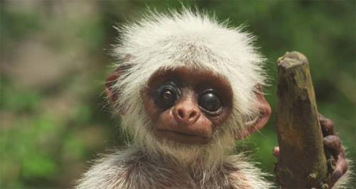 人类是恒温动物吗