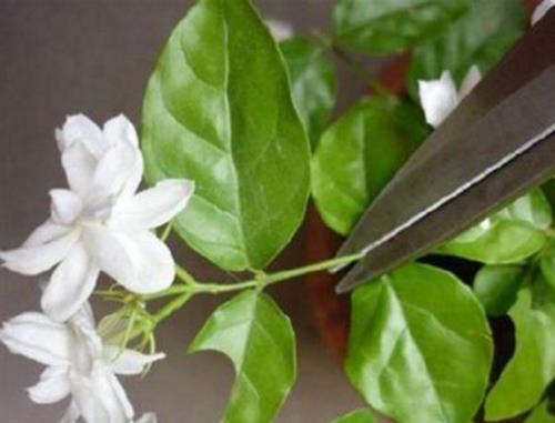 植物花太多花自动疏花吗