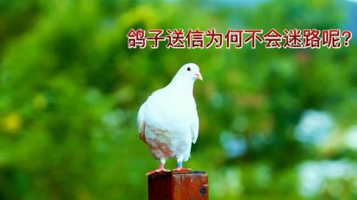 迷路的鸽子什么意思