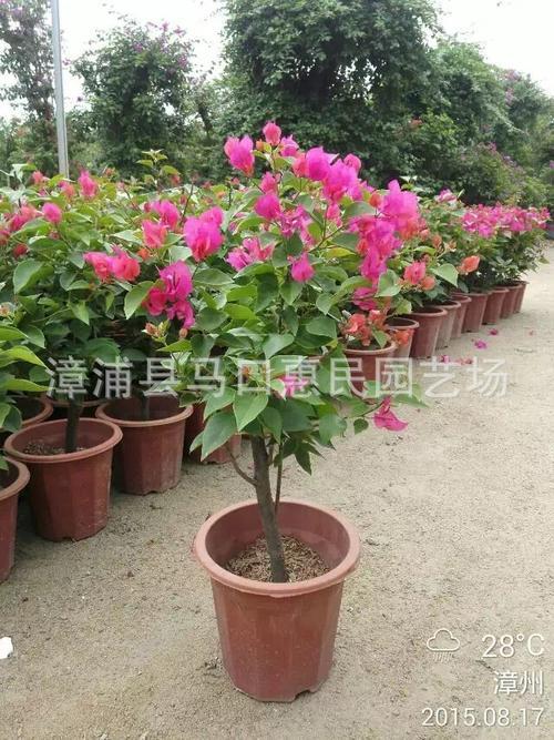 三角梅小苗用多大盆栽