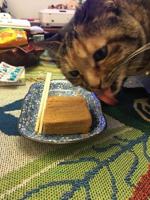 猫能吃红薯吗
