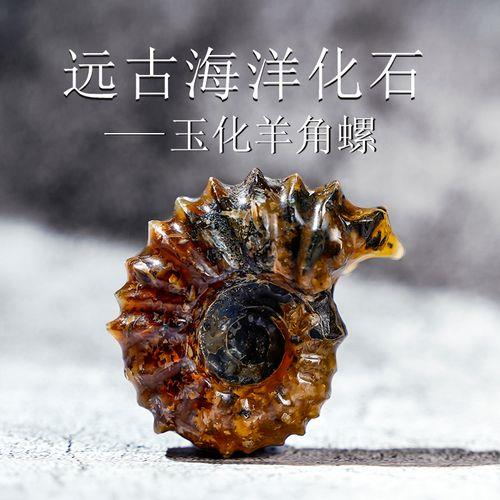 羊角螺化石是真的吗