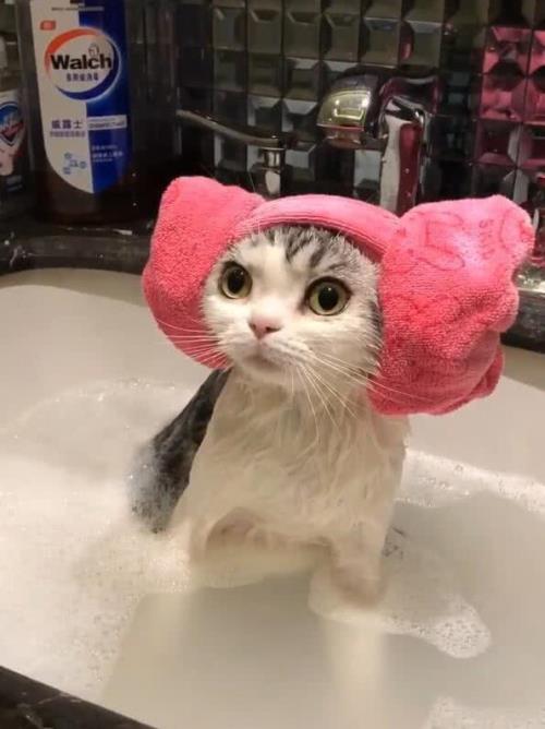 怎么用毛巾包猫咪