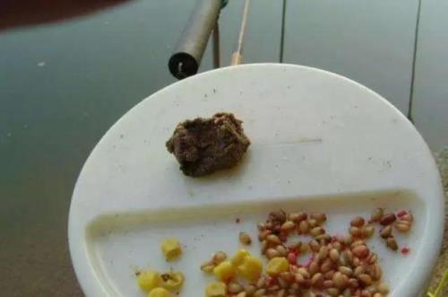 钓鲫鱼用几号钩挂麦子