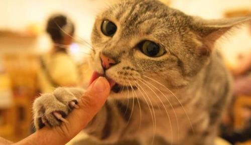 耗子舔猫鼻子歇后语
