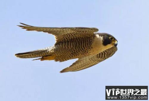 游隼最怕的三种鸟