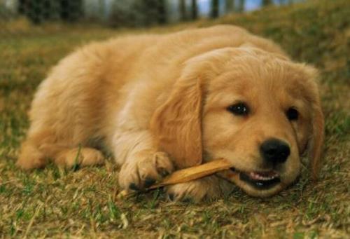 动物缺钙有什么表现