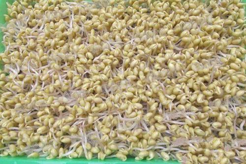 黄豆芽怎么种