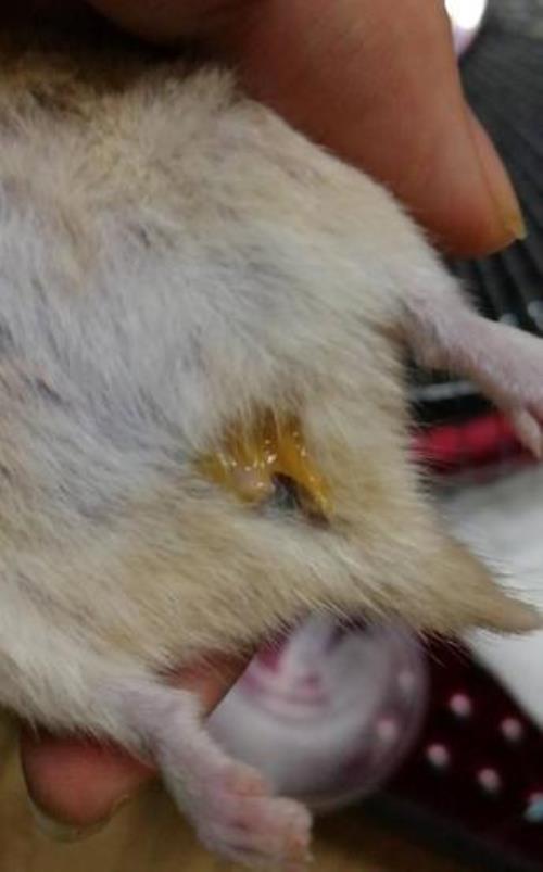 金丝熊有生理期吗