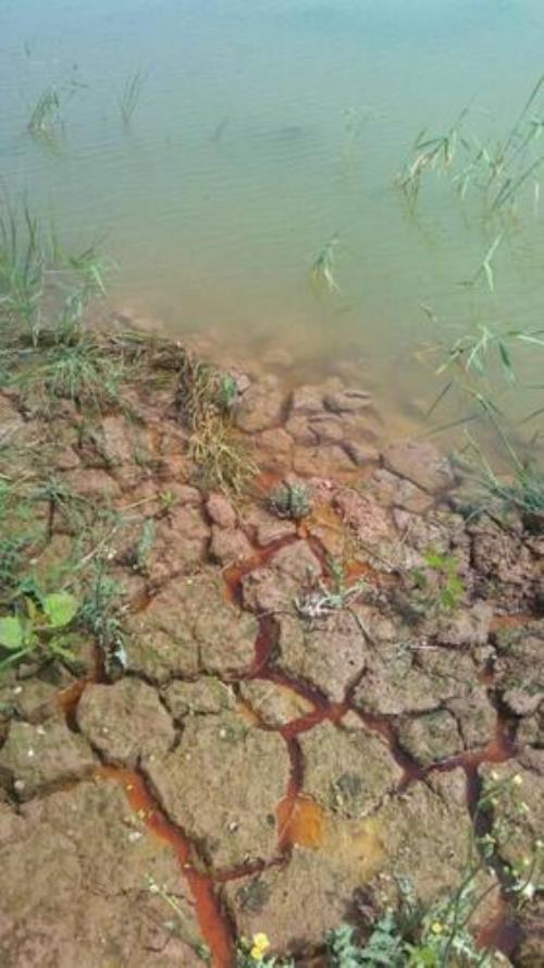 为什么岸上有好多小虾死掉