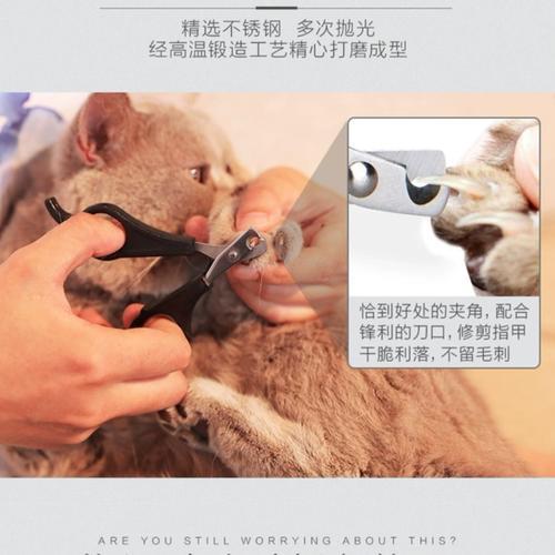 猫咪剪指甲的正确位置