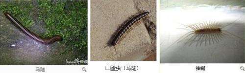 千只脚靠墙角是什么谜底