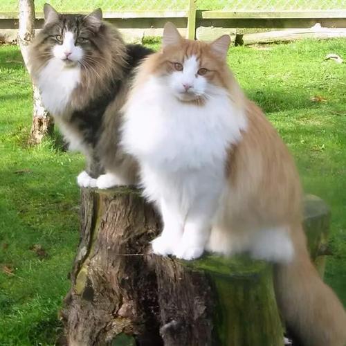 猫最长可以活多少岁